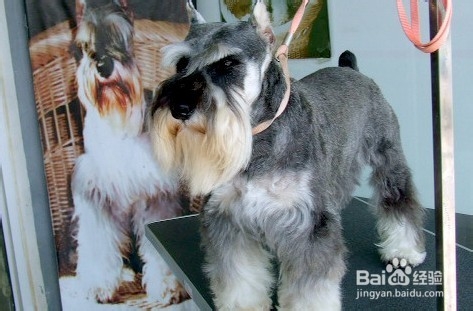 雪纳瑞饲养指南