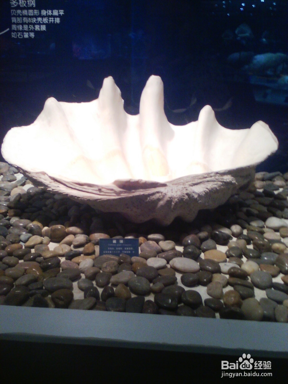 带孩子看海洋生物