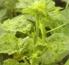 植物上常见病毒病及其防治办法