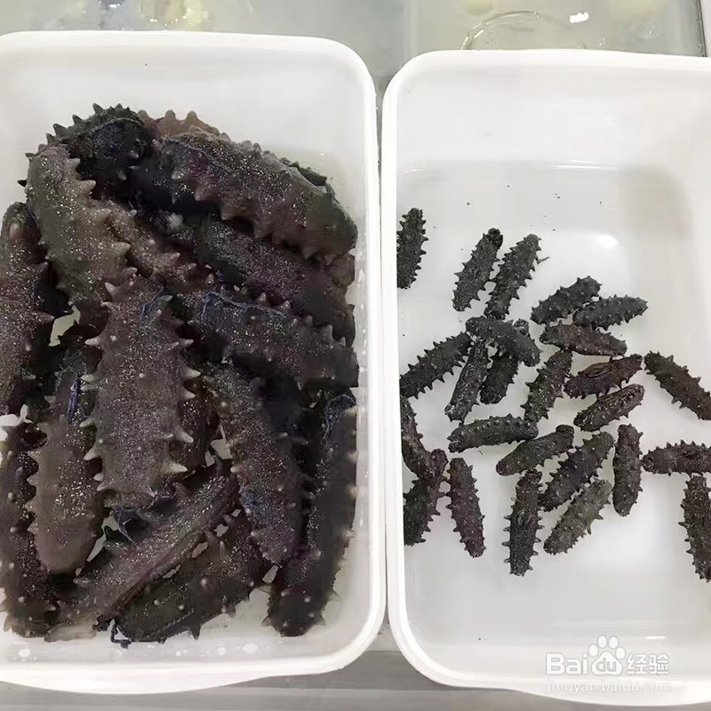 从业20年资深老渔民教你:怎样选购买到好海参