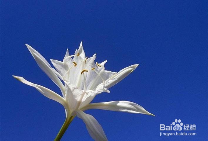 海水仙的功效与作用