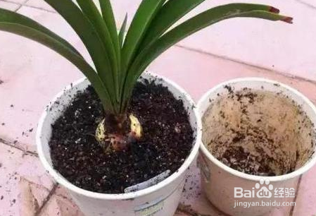 盆栽几年换一次土