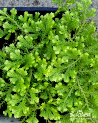 如何养殖草本植物翠云草？