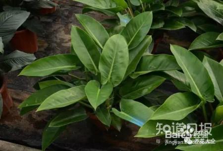 雾霾天,这20种花摆在家里最吸霾!