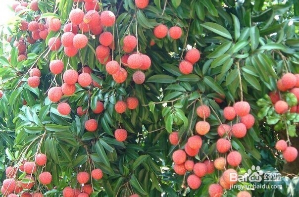 怎么挑新鲜水果——怎么挑荔枝