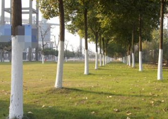 树干刷白灰起什么作用