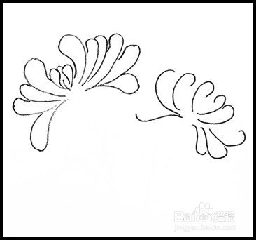怎样画简笔画（花卉）：[9]菊花2