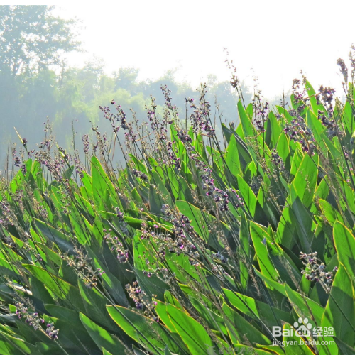 再力花的养殖需要注意什么？
