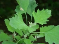 随手可见的路边菜——灰灰菜