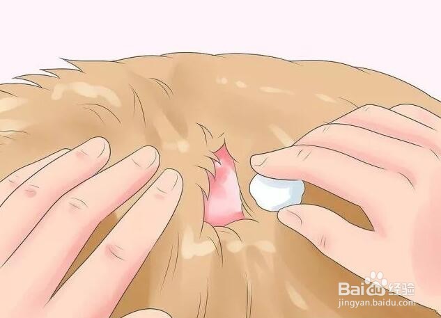 家狗被野狗咬了怎么办