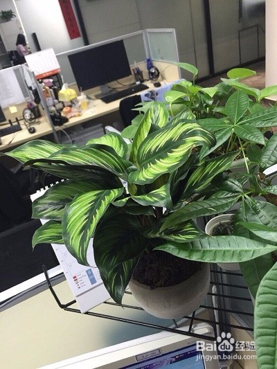 青纹竹芋的养殖方法