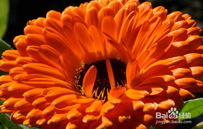 如何栽培和养护金盏菊