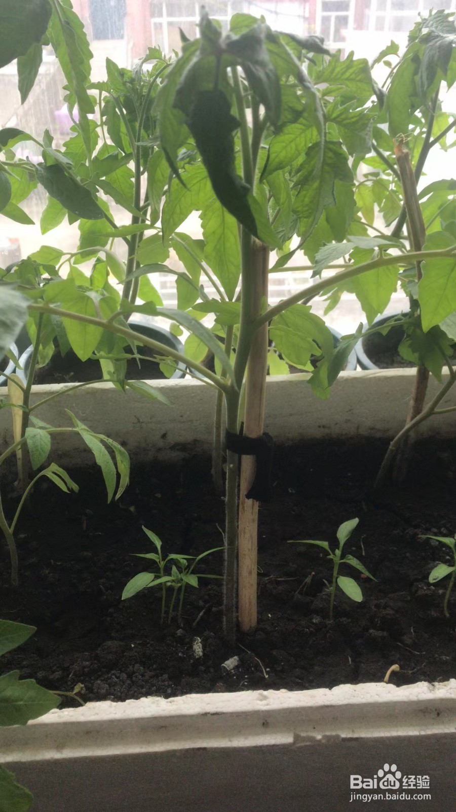 怎么才能在室内种植好西红柿