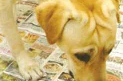 狗狗室内如厕训练方法