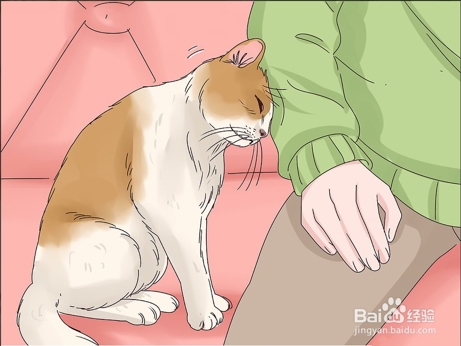教你3种方法快速撸猫