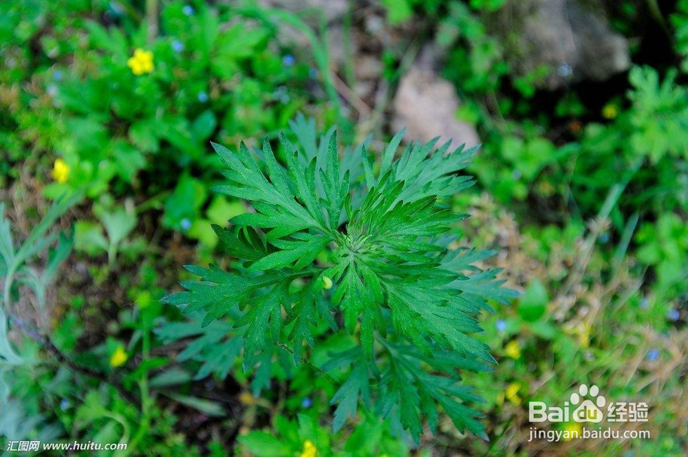 手被虫子咬了肿了怎么办