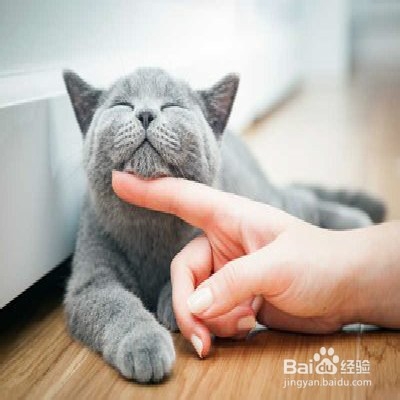 猫咪喜欢挡路怎么办