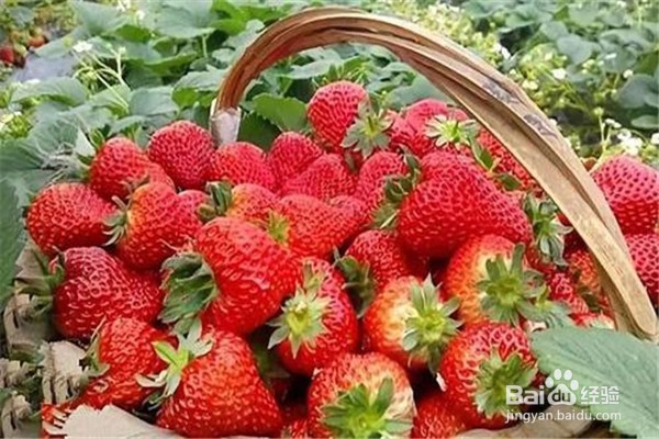 如何种植草莓