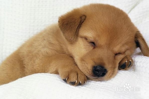 选择狗粮的六件事