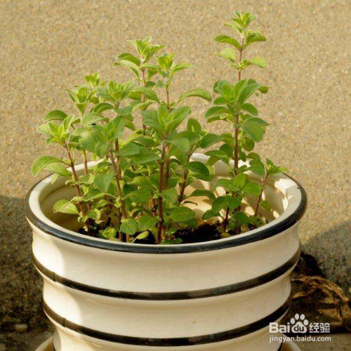 马约兰的培育方法和注意事项