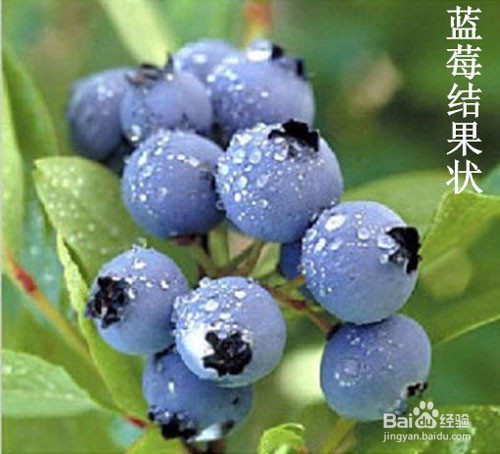 夏天应季水果