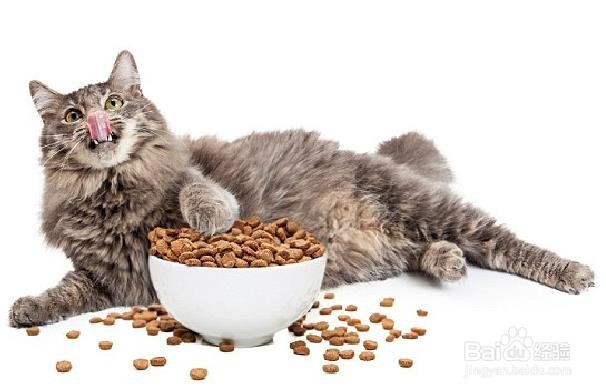 给猫喂药的技巧