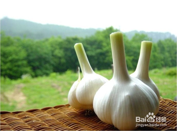 夏秋季小窍门可增强免疫力的食物，你知道吗