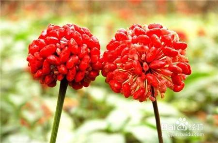 文山三七,这些问题不知道的点击查看