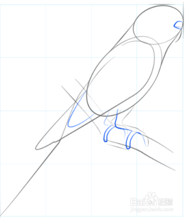 虎皮鹦鹉简笔画教程图片
