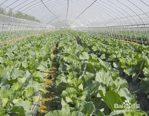 冬季农作物抗寒的方法措施