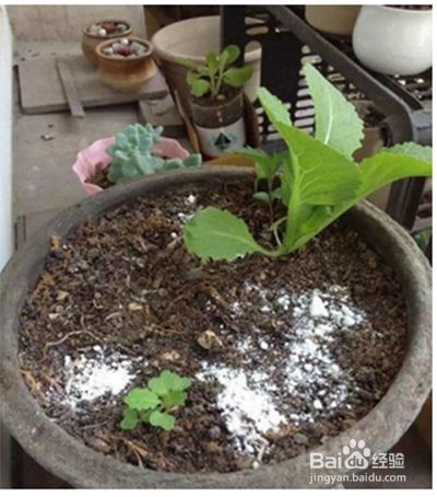 花盆里有蚂蚁怎么去除 百度经验