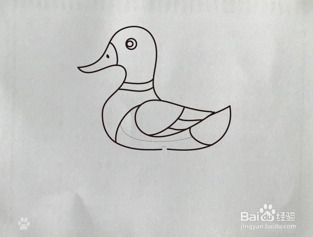 【简笔画】绿头鸭的画法