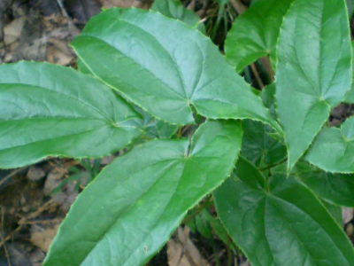 羊藿怎么炒才好吃