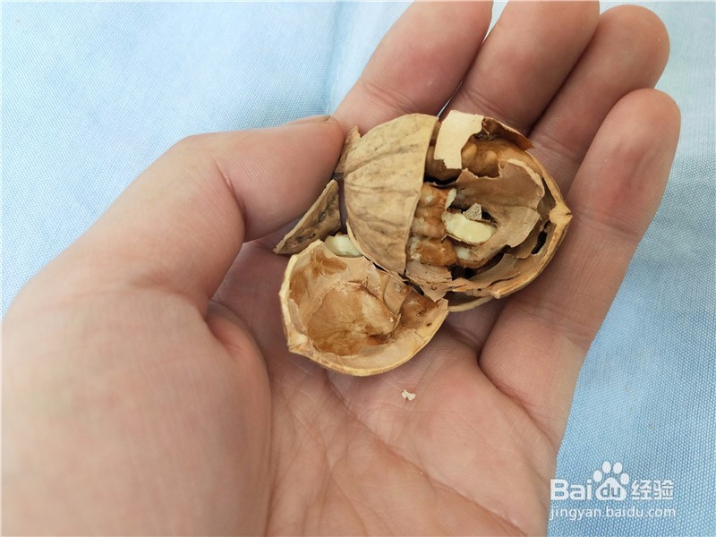 核桃钳子如何轻松快速的打开核桃