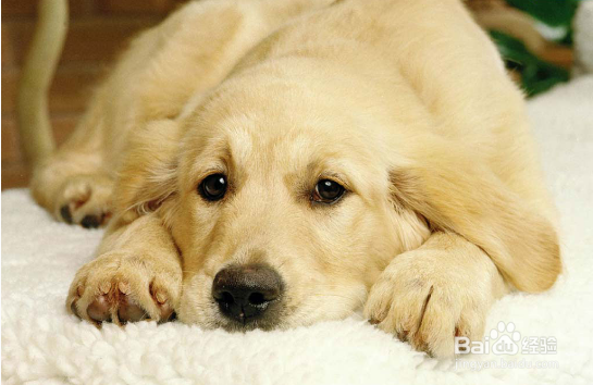 喂，铲屎的！你家狗有话对你说！