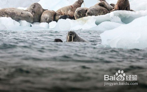 到两极拍摄你需要哪些的装备