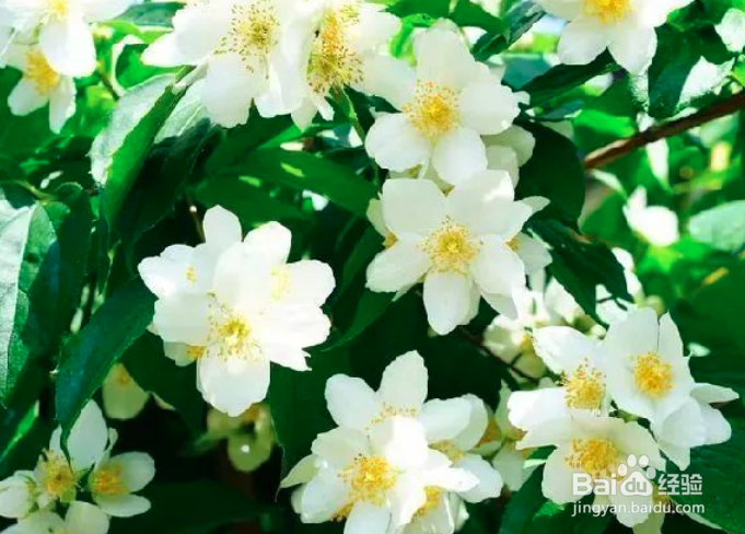 茉莉花怎么养殖