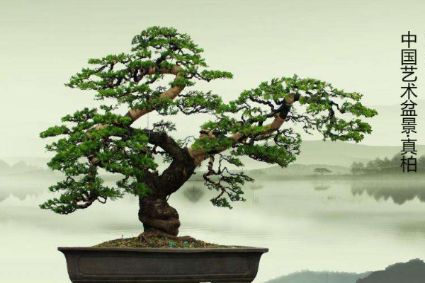 盆景和盆栽的意思区别是什么