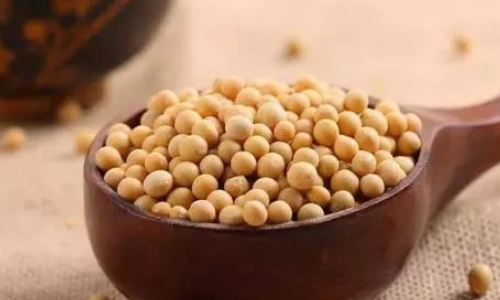 大豆中的塔豆和筛豆是什么意思