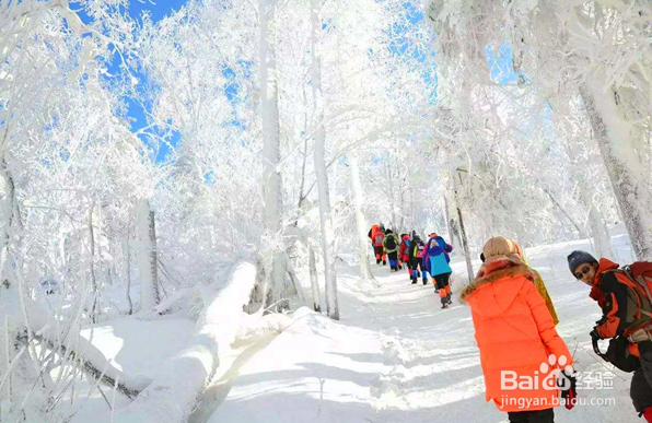 春节去哈尔冰旅游6天5夜怎么安排？