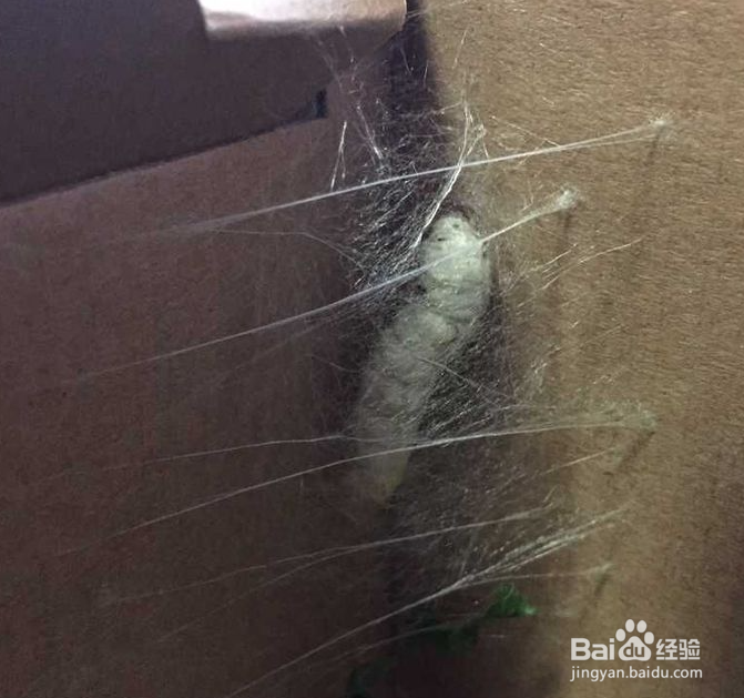 如何判断蚕要结茧