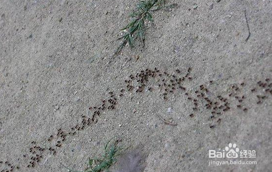 家里有小蚂蚁是什么原因造成的