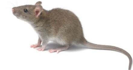 防鼠的最好办法