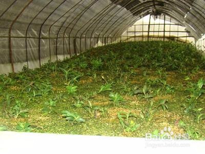 石斛兰的养殖方法及教程