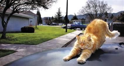 自然界智商最高的10大动物