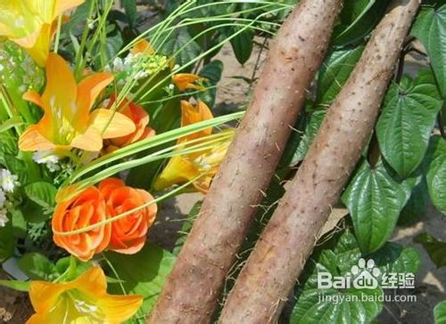 山药减肥食谱热荐，塑形美胸更营养