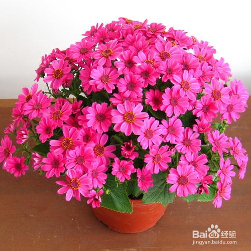 新买的瓜叶菊怎么培育