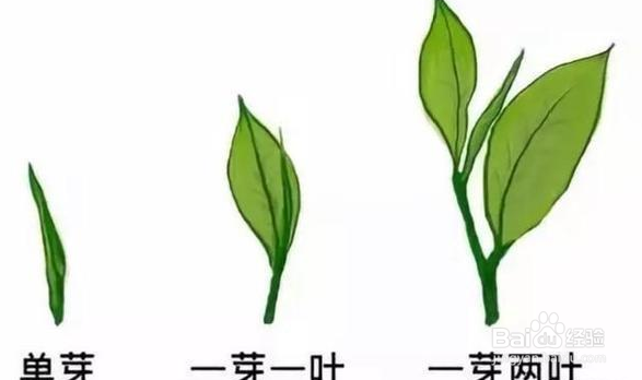 茶叶的芽与叶怎么分辨