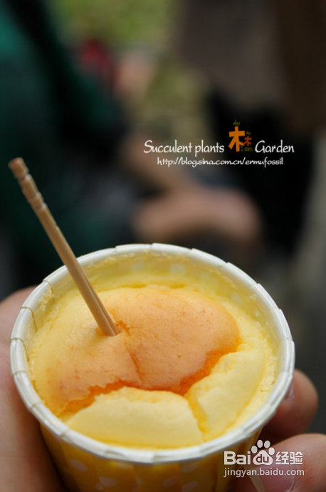 上海植物园（上）