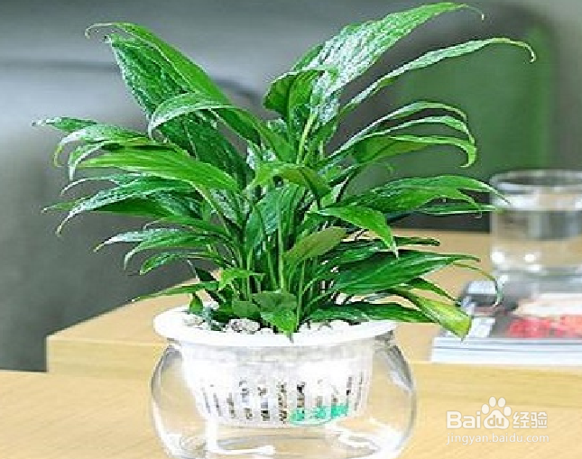 容易存活的水培植物有哪些